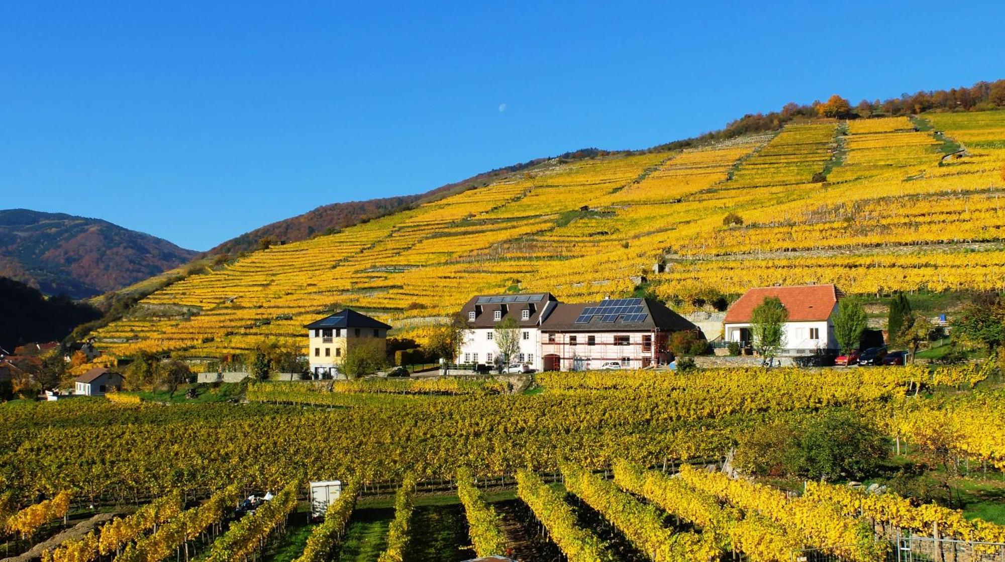 Апартаменты Weingut Donabaum "In Der Spitz" Шпиц Номер фото