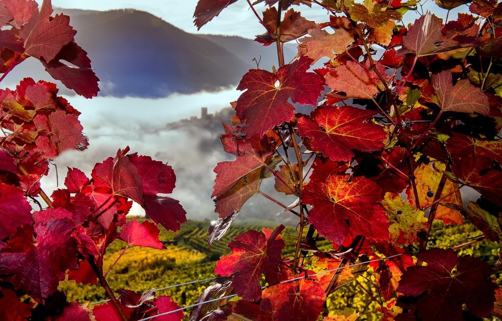 Апартаменты Weingut Donabaum "In Der Spitz" Шпиц Экстерьер фото